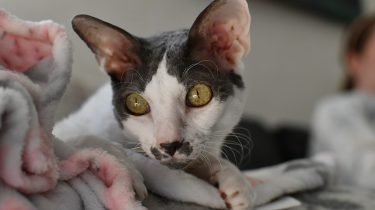 Cornish Rex
