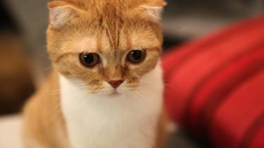 Scottish Fold Cat
