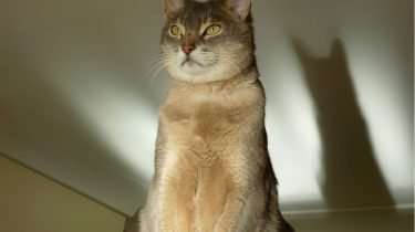 Singapura kat
