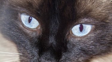 balinees kat