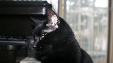 Bombay kat