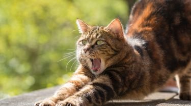 Somali kat