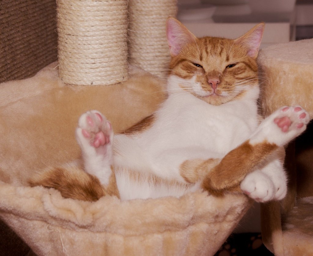Krabpaal helpt katten bij het slijpen van klauwen 1 kat klauwen slijpen
