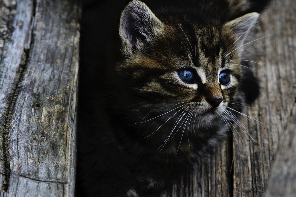 Gevonden katten - Kat vermist 1 Gevonden katten