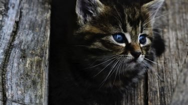 Gevonden katten