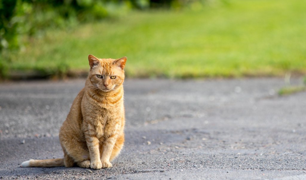Ontsnapte katten 1 Kat ontsnapt