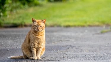 Kat ontsnapt