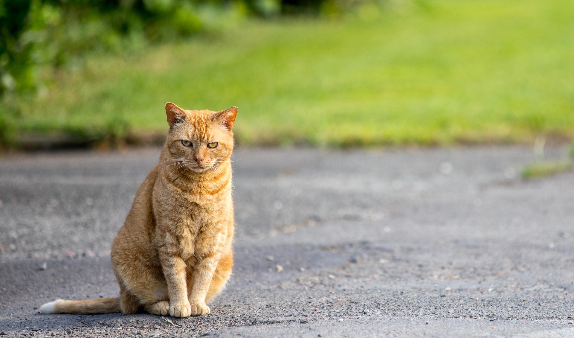 ontsnapte katten