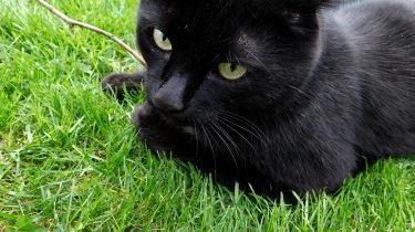 Kat vermist of ontsnapt