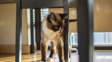 binnenkat