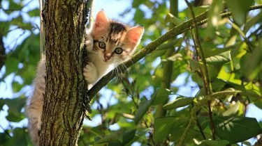 flyeren kat vermist