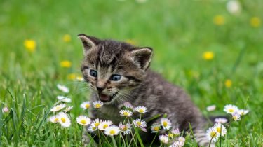 kat vermist of ontsnapt