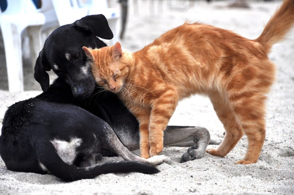 Vermiste kat komt na 4 maand terug naar huis en brengt vriendje mee - poepoe en jack keren terug naar huis