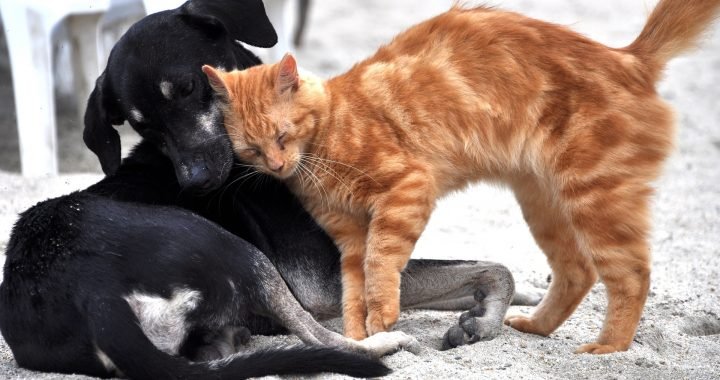 Vermiste kat komt na 4 maand terug naar huis en brengt vriendje mee - poepoe en jack keren terug naar huis