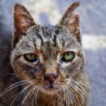 Veelvoorkomende kattenziekten
