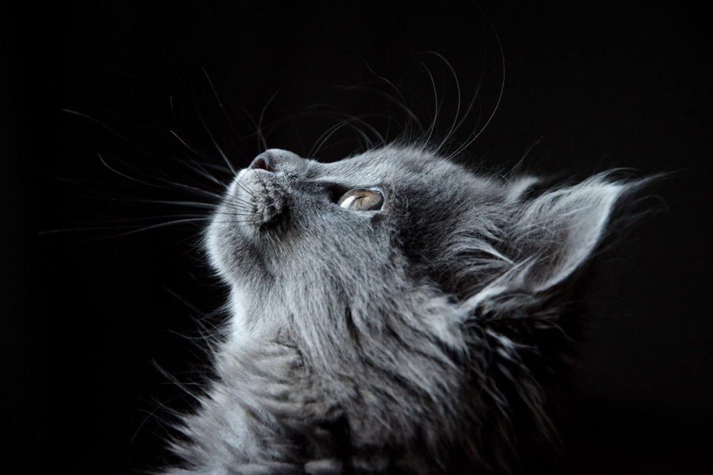 De voor- en nadelen van een kat als huisdier 1 kat als huisdier