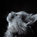 De voor- en nadelen van een kat als huisdier
