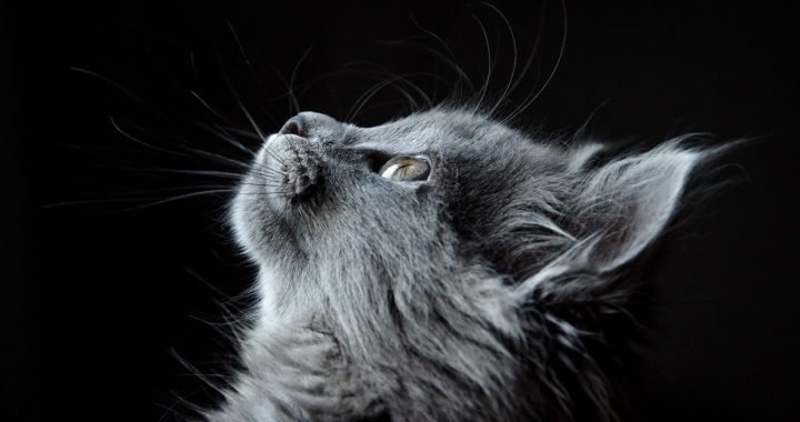 kat als huisdier
