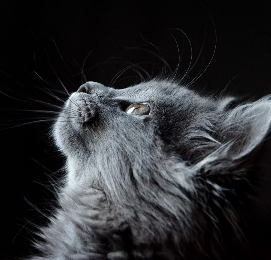 kat als huisdier