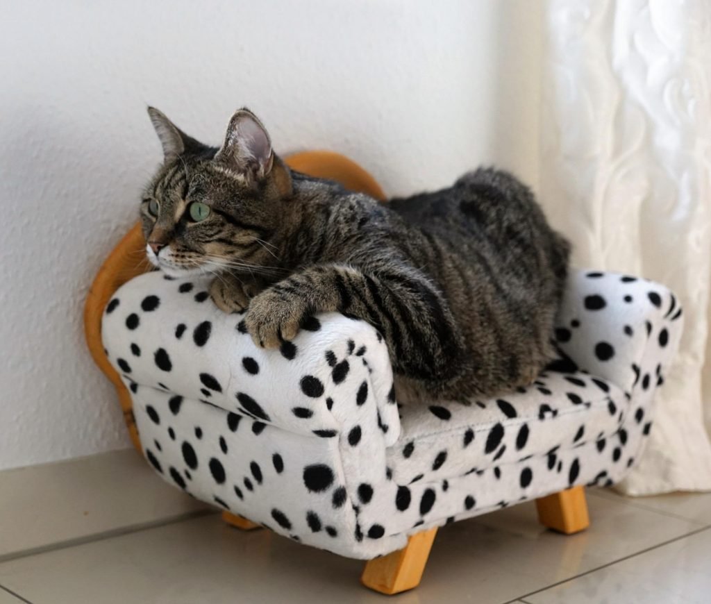 Kattenkamer, wel of geen goed idee? 1 Kattenkamer wel of geen goed idee