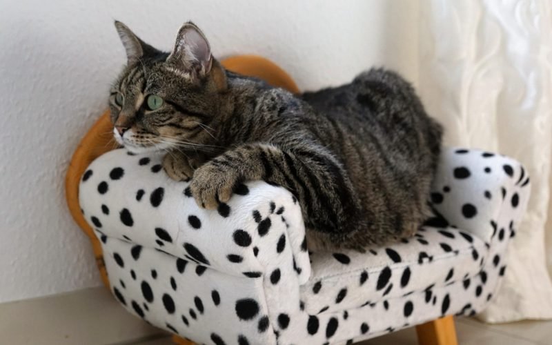 Kattenkamer wel of geen goed idee