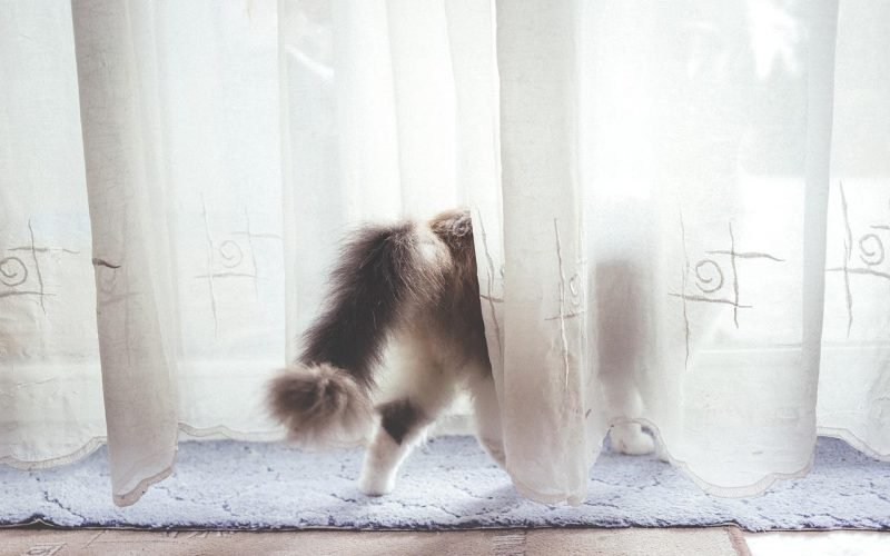 Zo houd je je kat uit de gordijnen