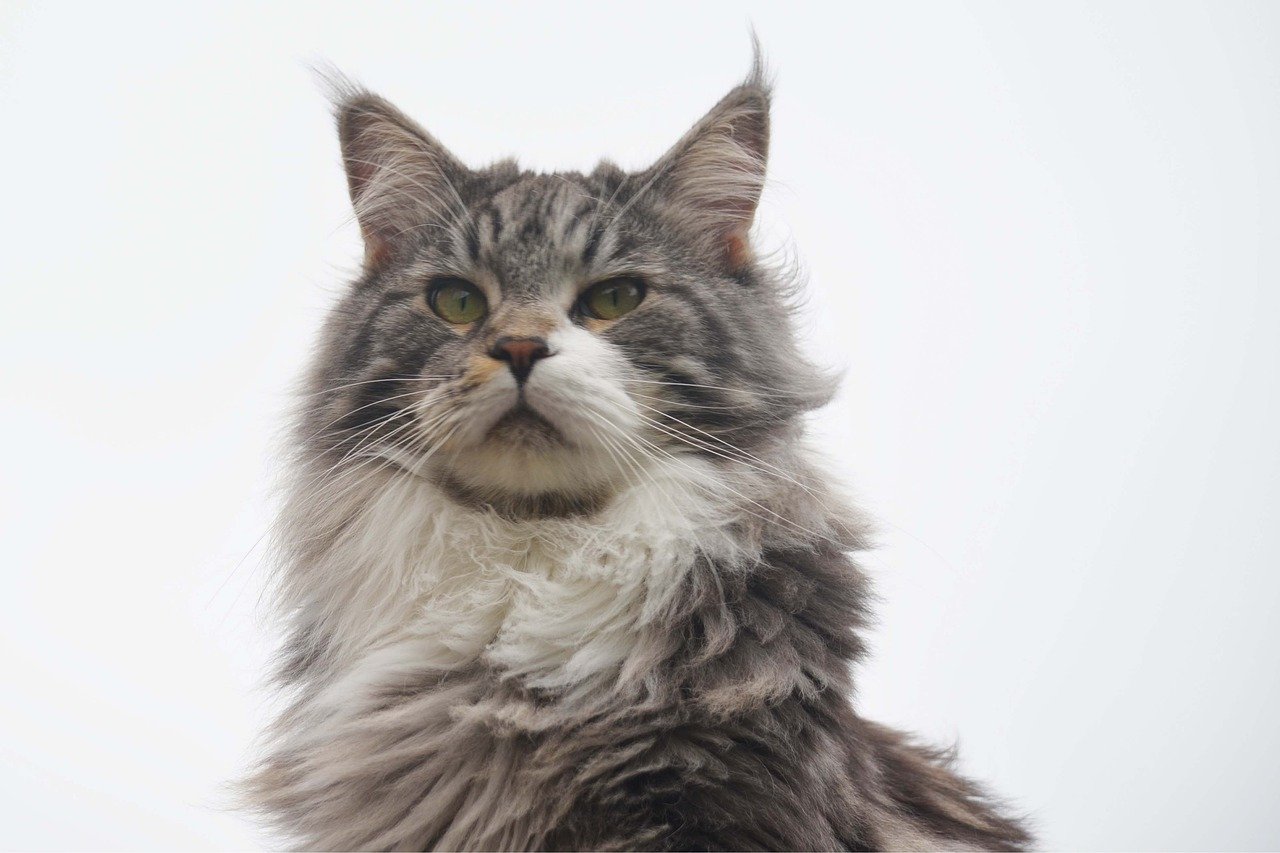 Maine Coon voor honden met verlatingsangst