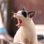 Vloerverwarming: ideaal voor katten