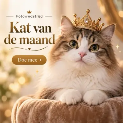 Katten bij de fotowedstrijd Kat van de maand