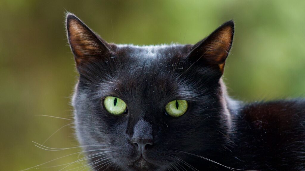 Kop van een zwarte kat met opvallende groene ogen