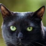Waarom zijn zoveel mensen bang voor zwarte katten?