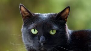 Kop van een zwarte kat met opvallende groene ogen